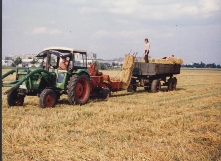 letzte Ernte in Berlin Rudow 1987