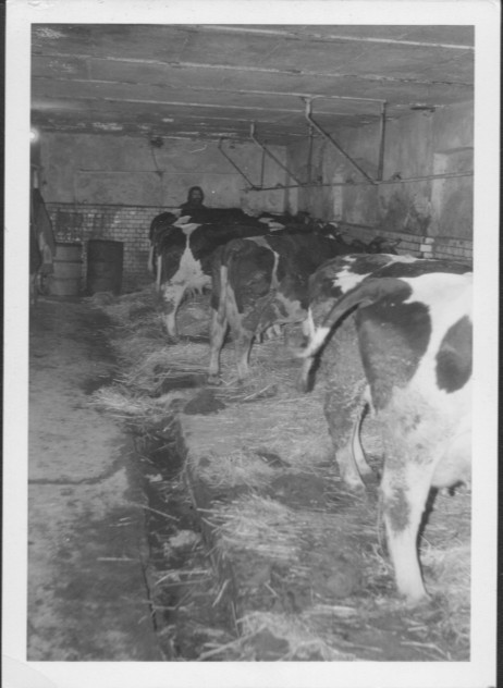 unser Kuhstall, ab 1975 standen dort die Mastbullen an den Ketten bis 1987,.