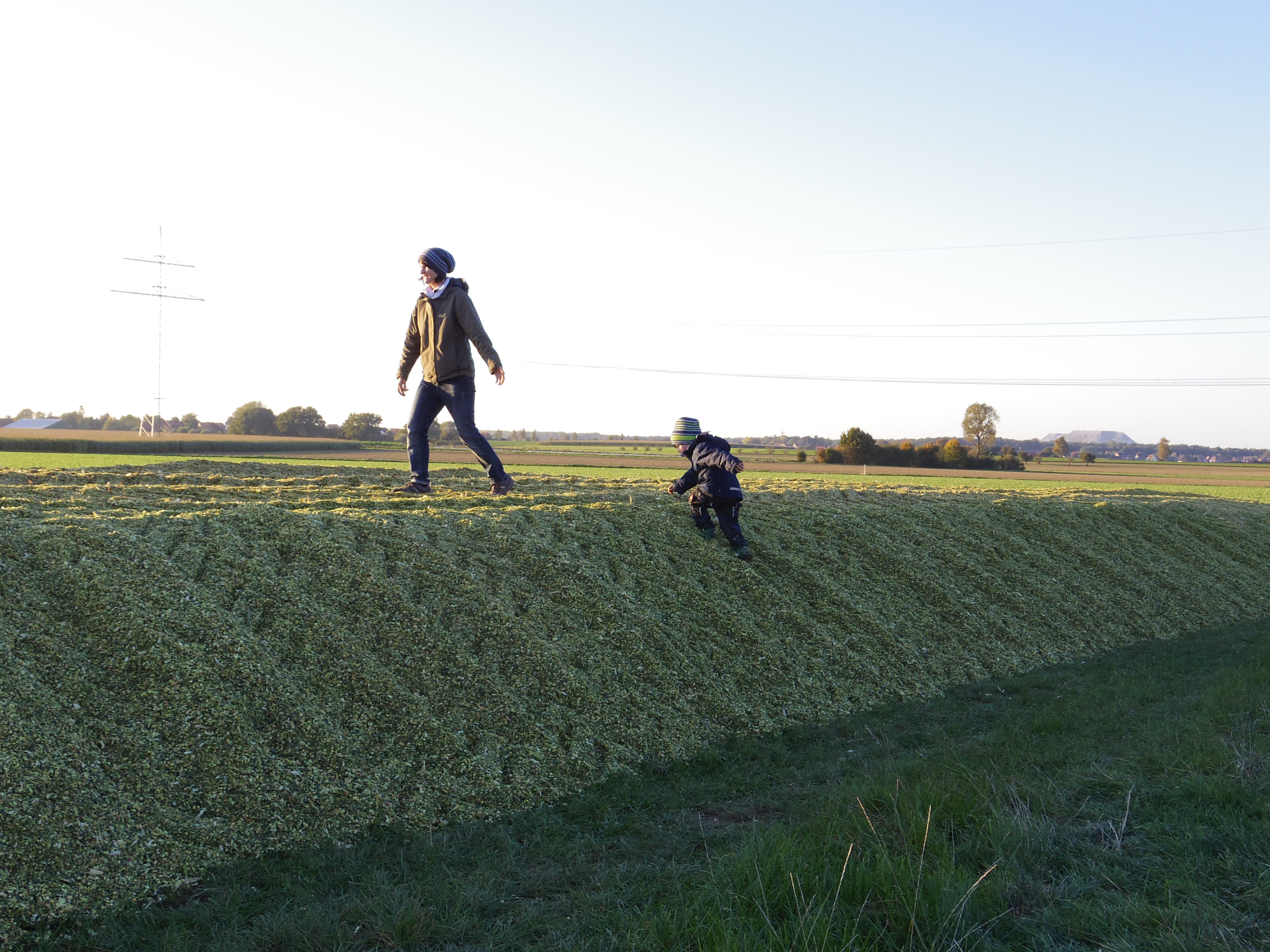 Silage 2015 Freilandsilo