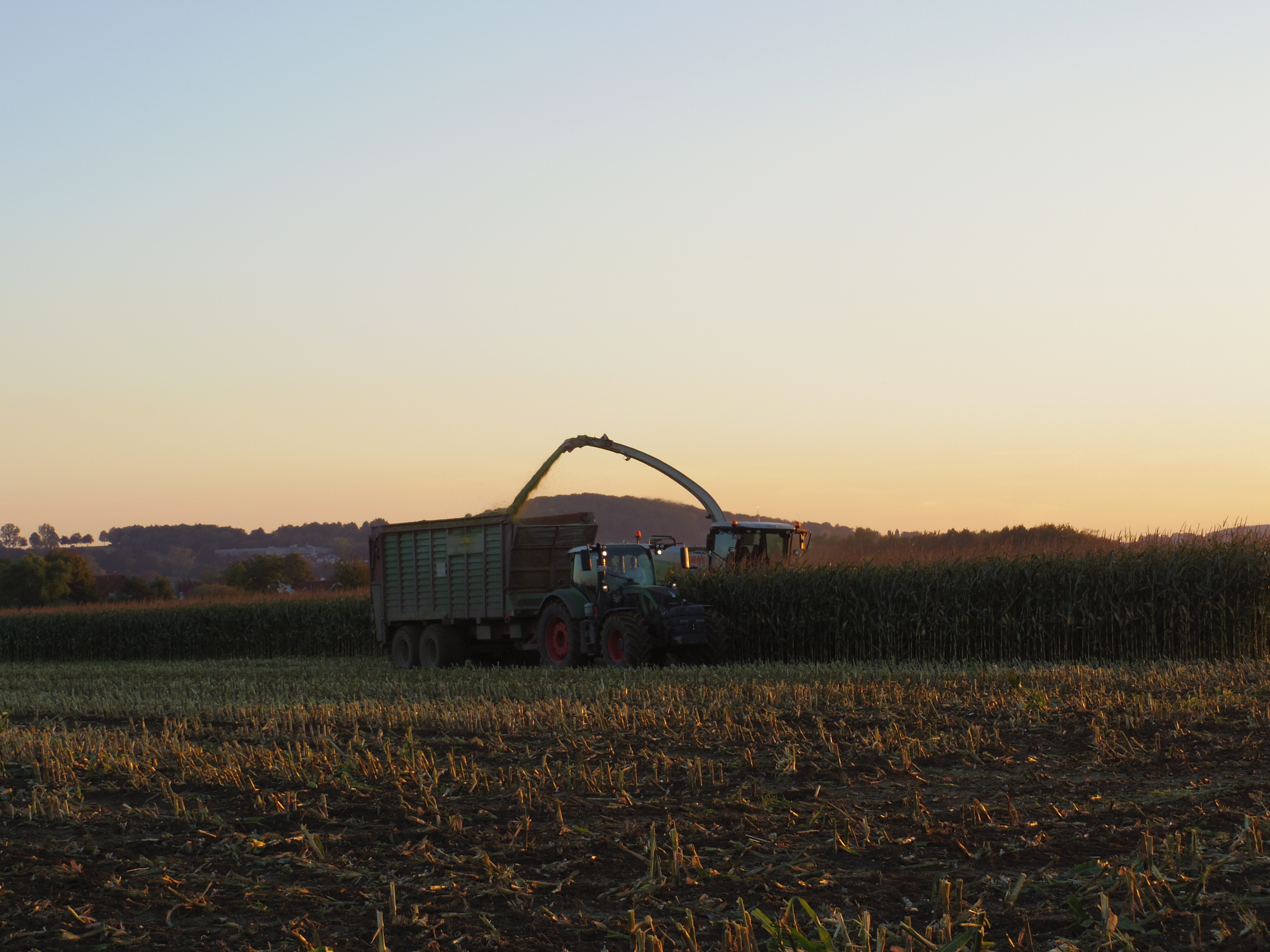 Silage 2015 Freilandsilo