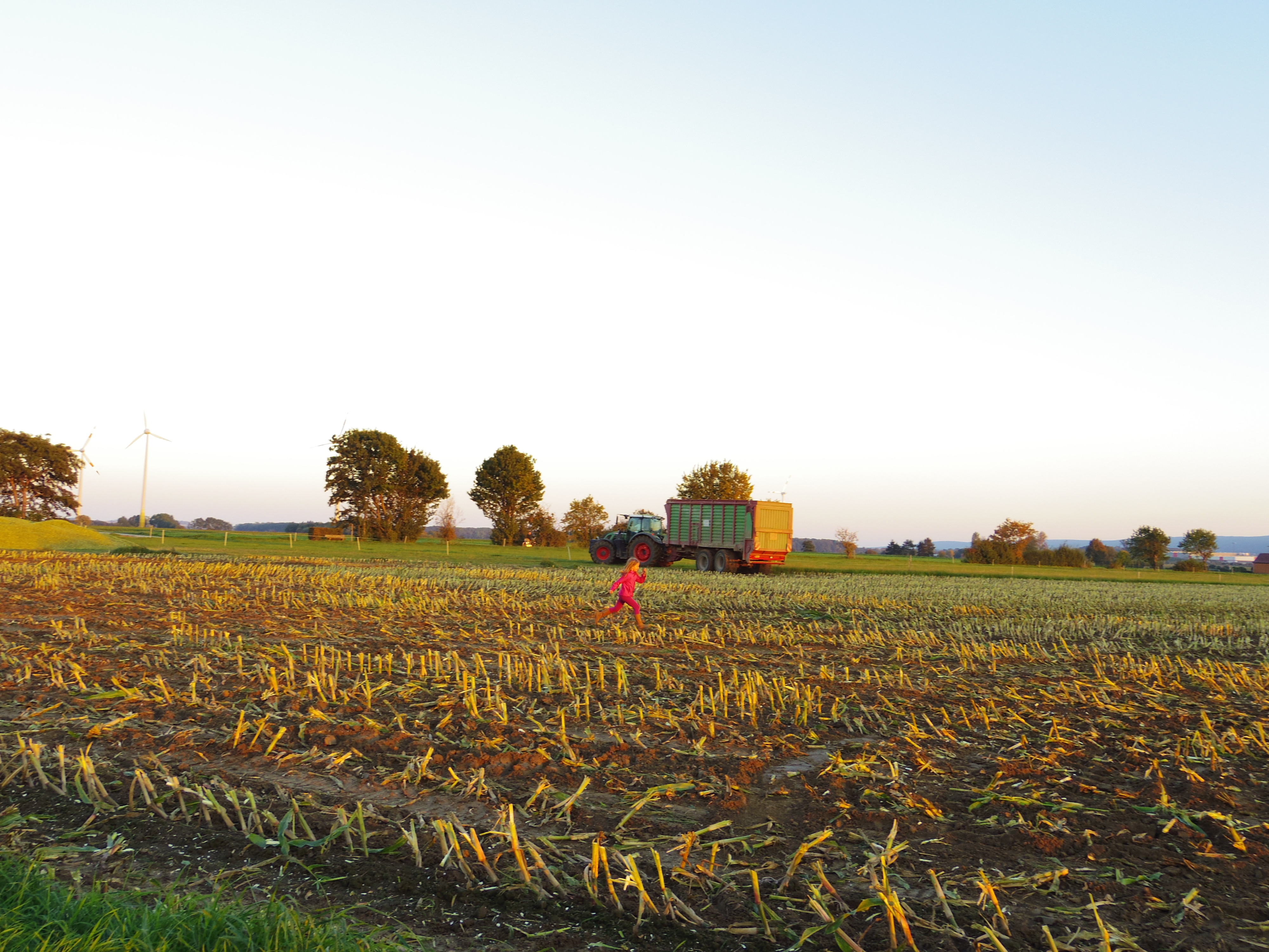Silage 2015 Freilandsilo