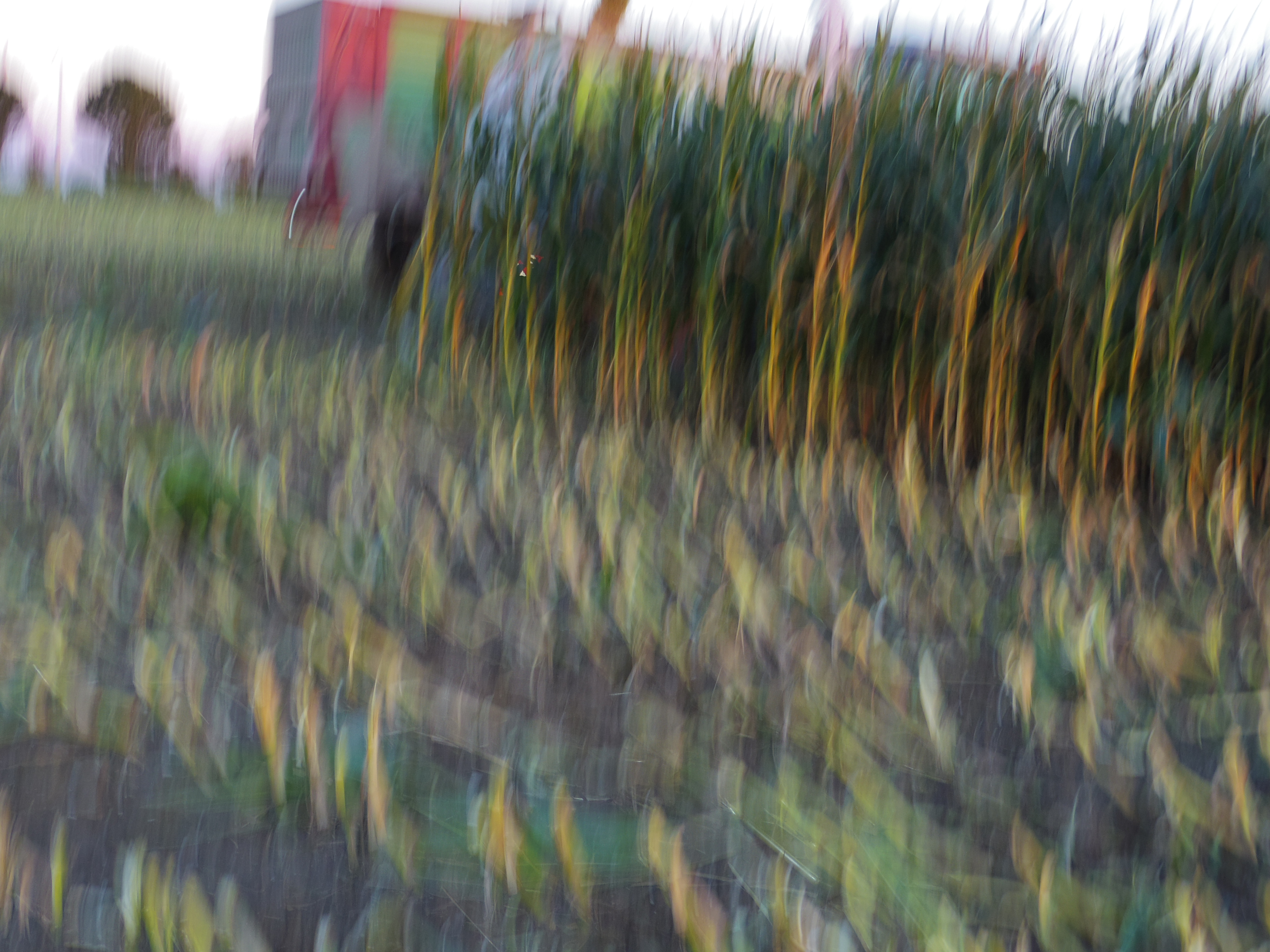 Silage 2015 Freilandsilo