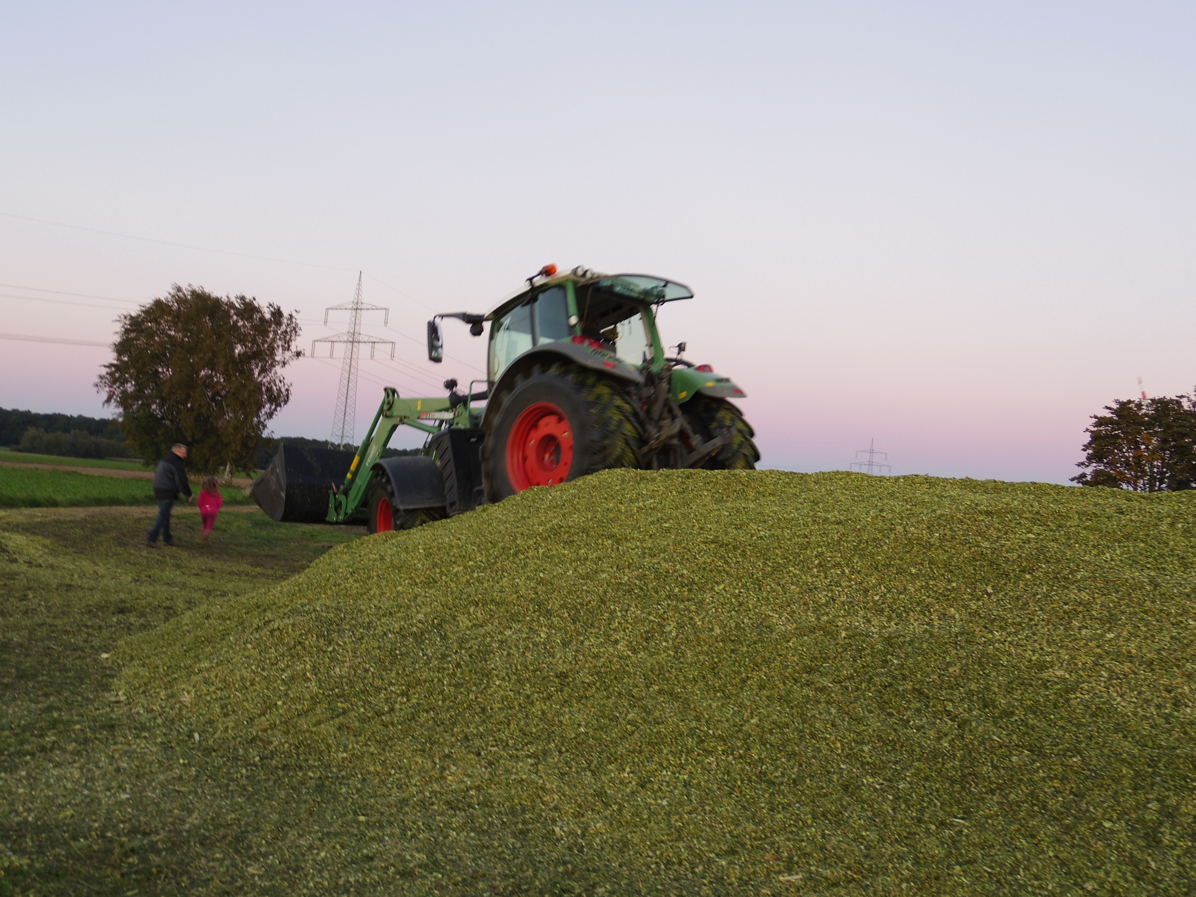 Silage 2015 Freilandsilo