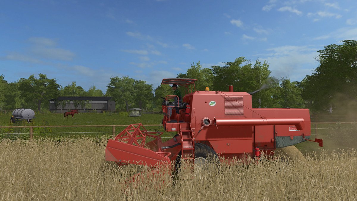Ein Bizon wühlt auf dem Feld