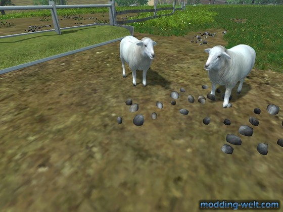 Schafe versorgen