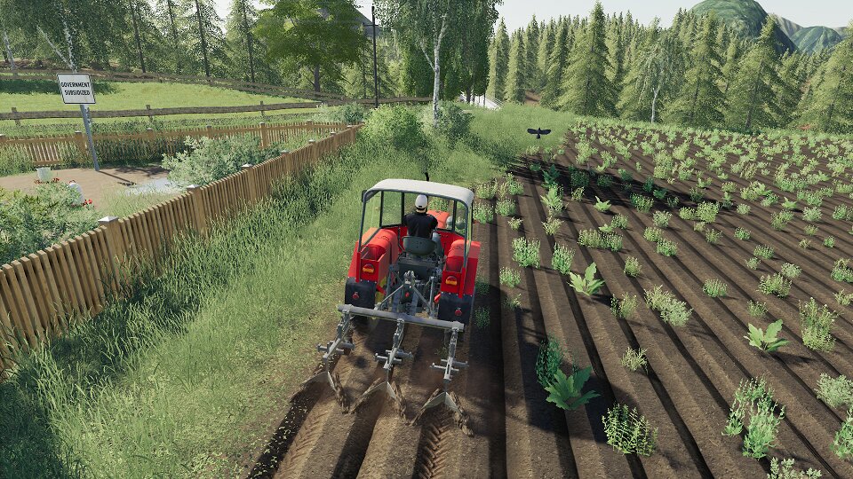 Kartoffel Feld Pflege