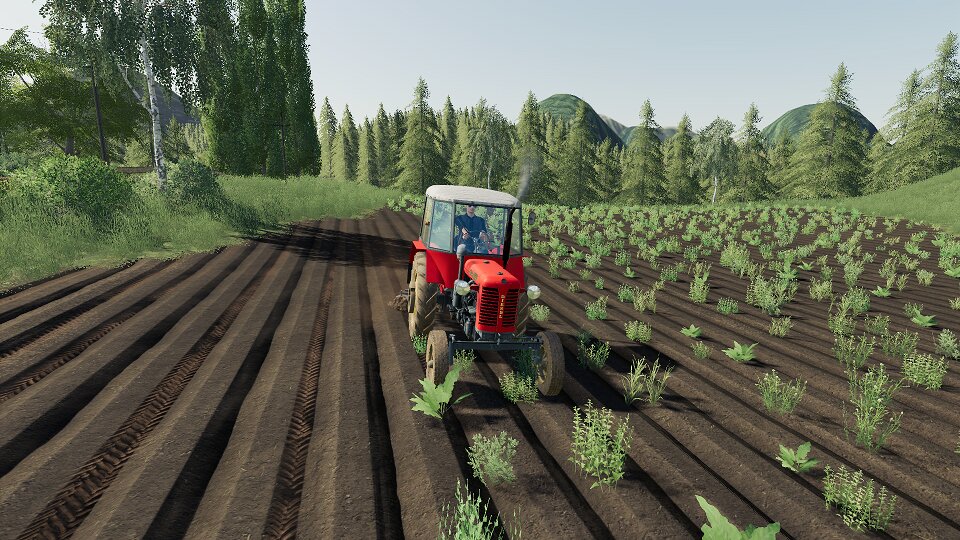 Kartoffel Feld Pflege