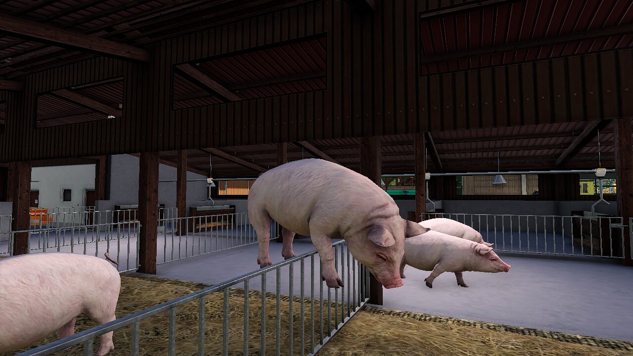 Meine Schweine machen wieder Unsinn  :D