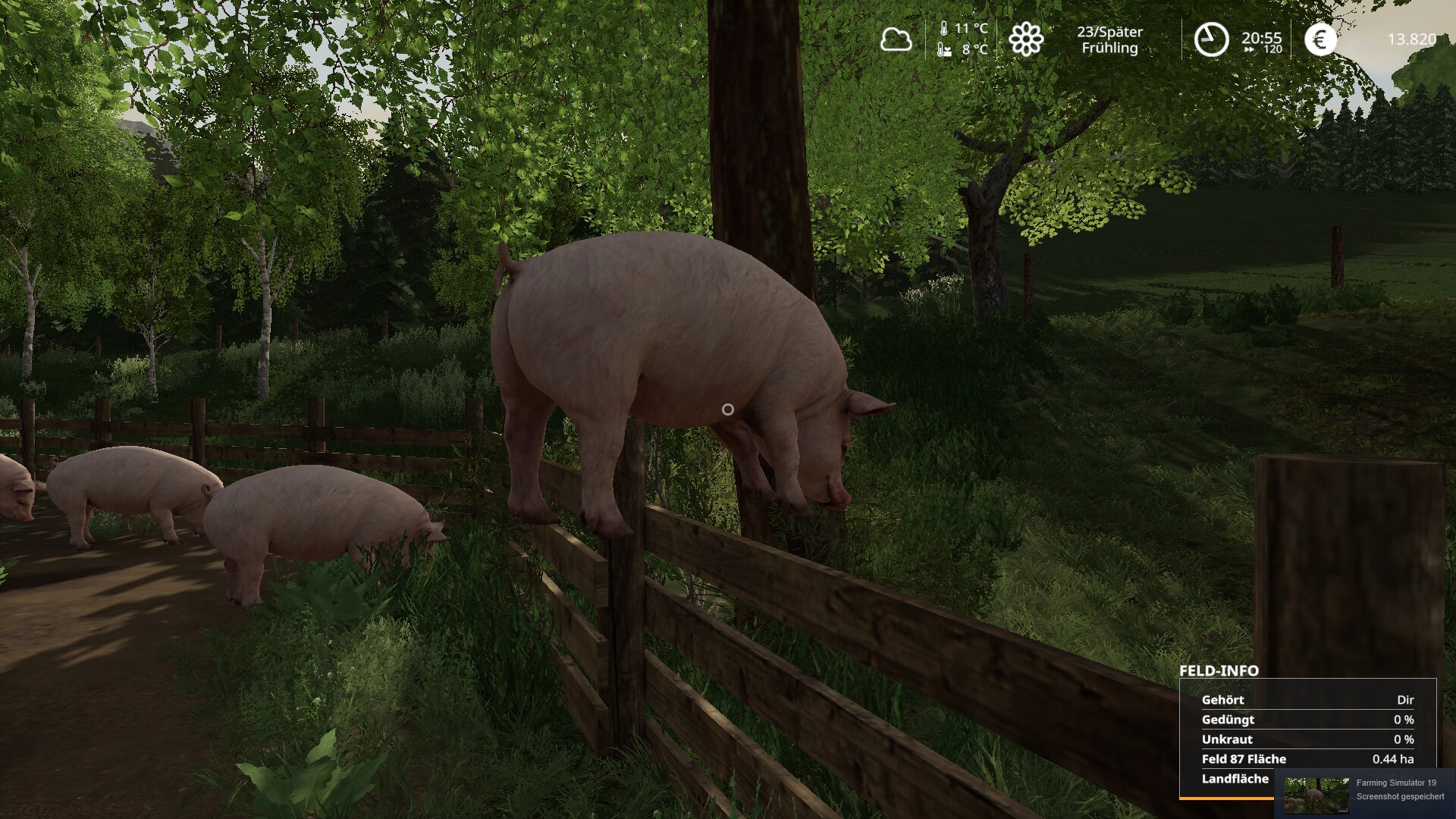 Das Schwein haut ab!