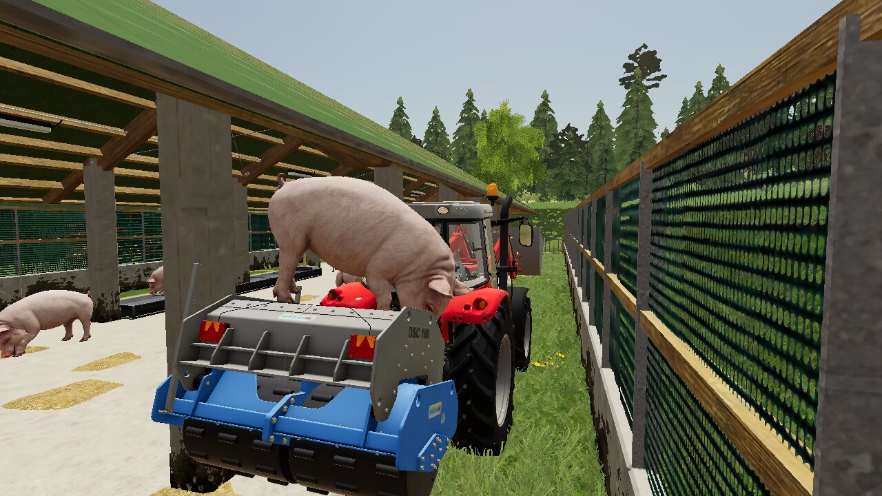 The hungry pig  🤣🤣🤣