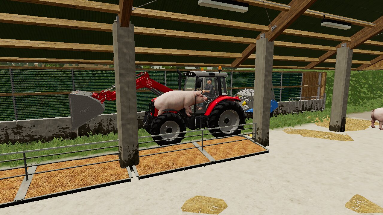 was macht dieses Schwein auf dem Kotflügel !!??😁