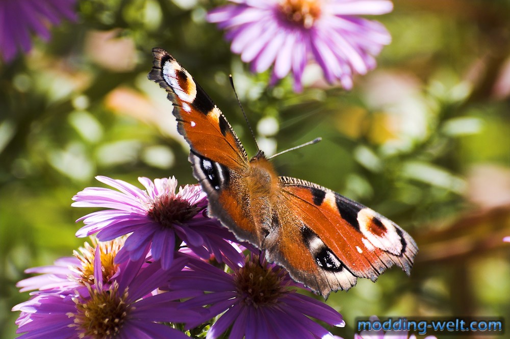 Schmetterling
