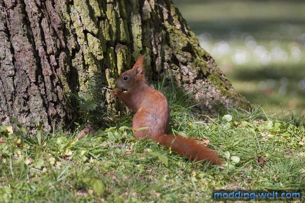 Eichhörnchen