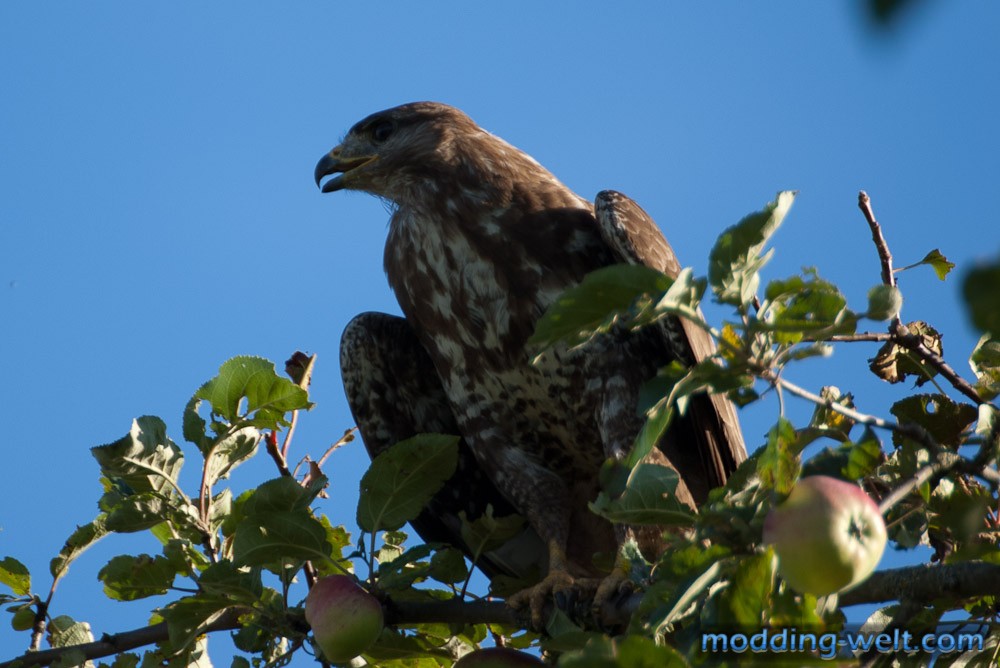Mäusebussard