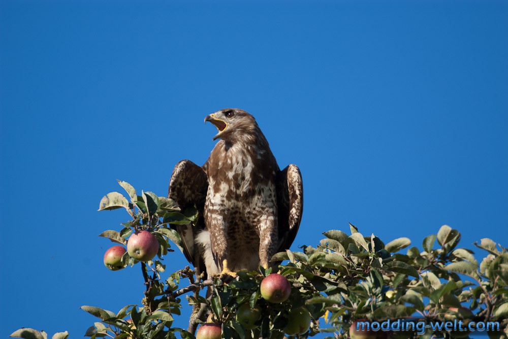 Mäusebussard