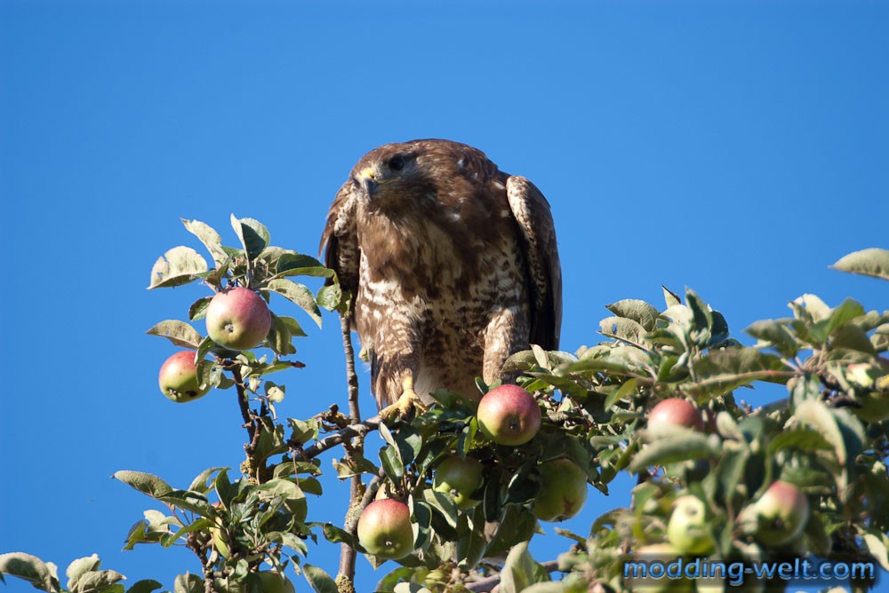 Mäusebussard