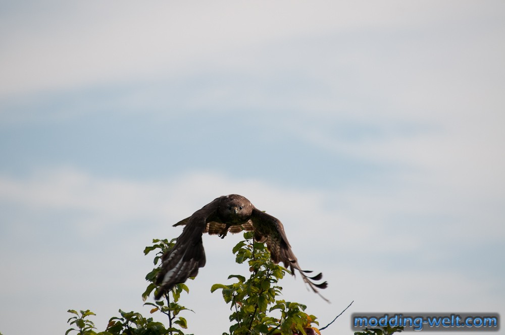 Mäusebussard