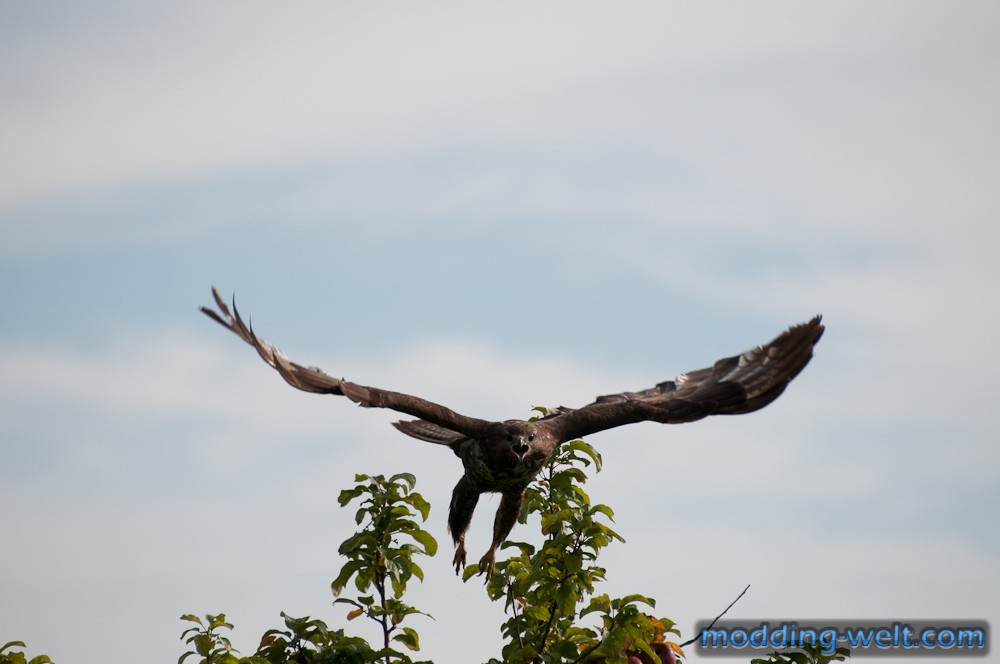 Mäusebussard