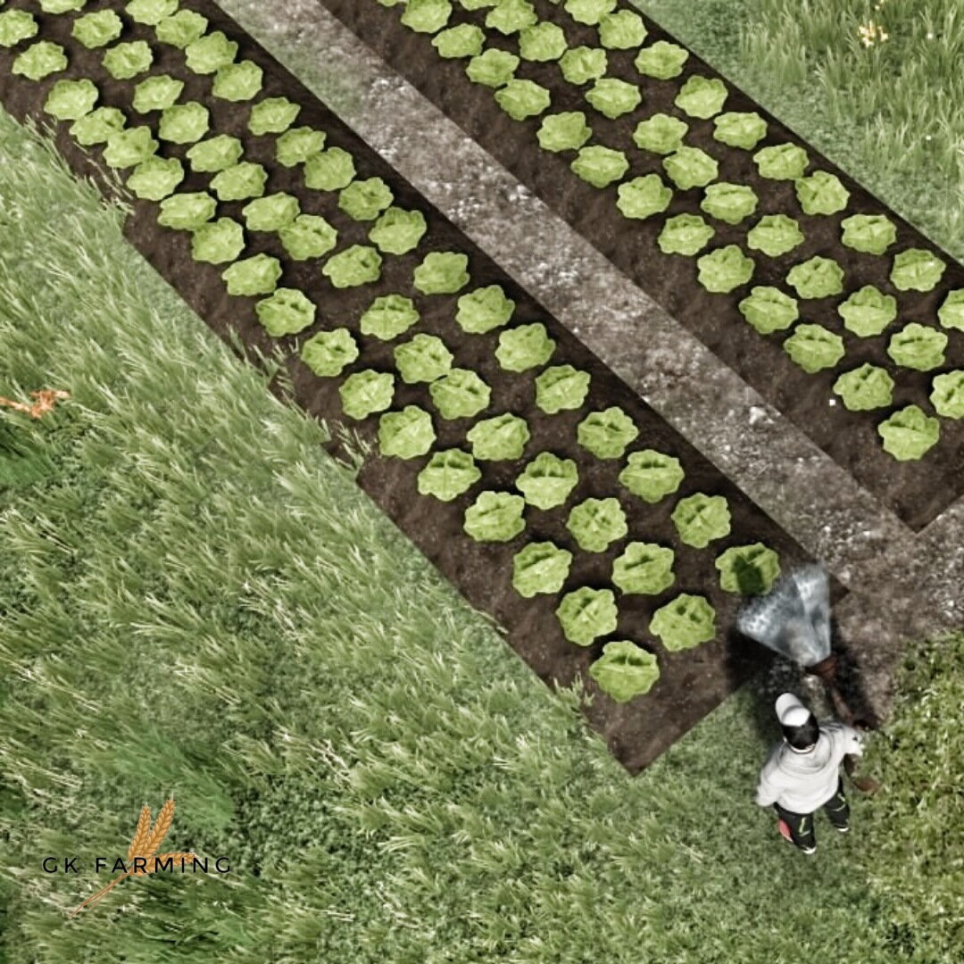 Salatanbau auf der Swiss Future Farm
