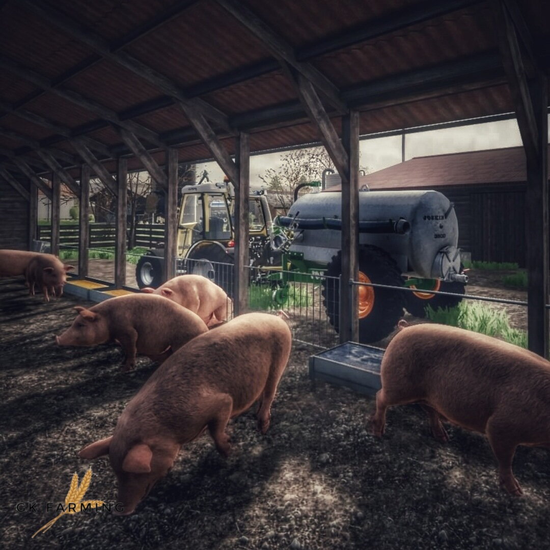 Schweine versorgen