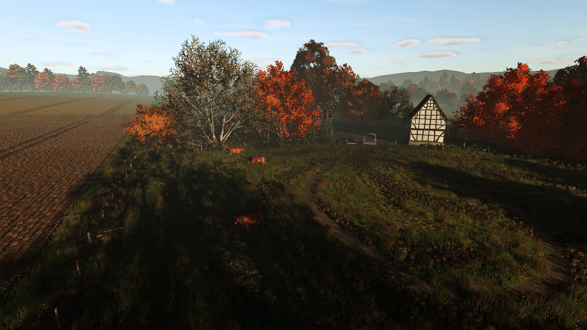 Die Kühe geniessen die letzten Sonnenstrahlen