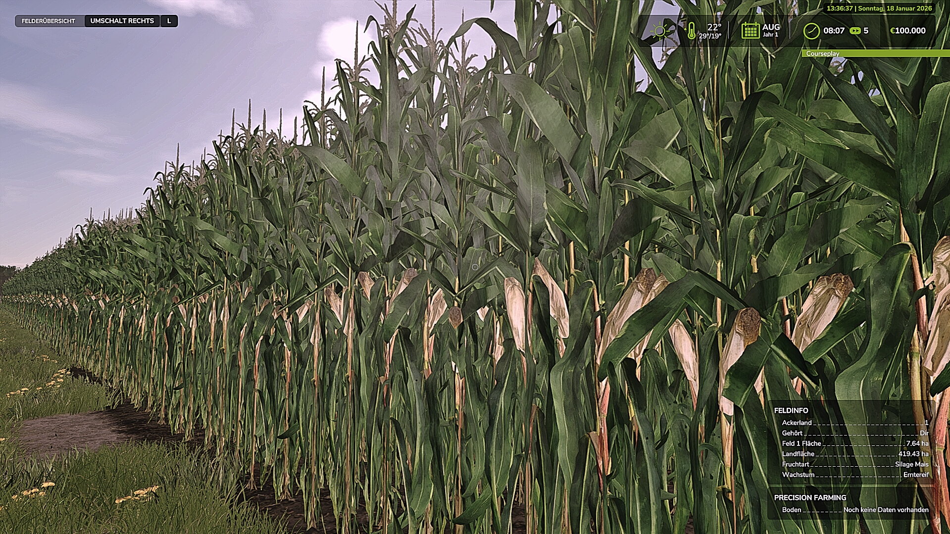 Silagemaize Test Feld