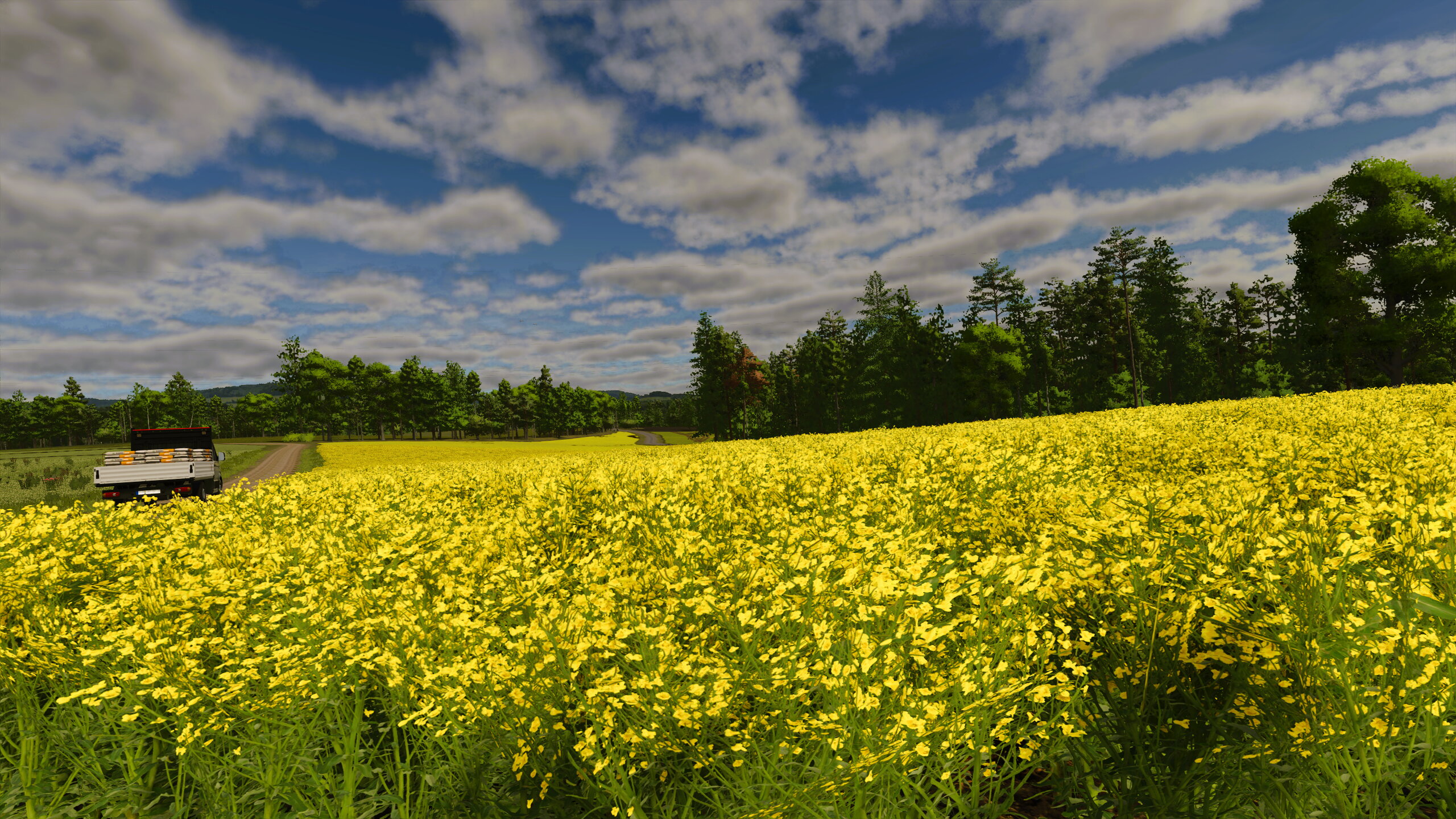 Rapsblüte bewundern