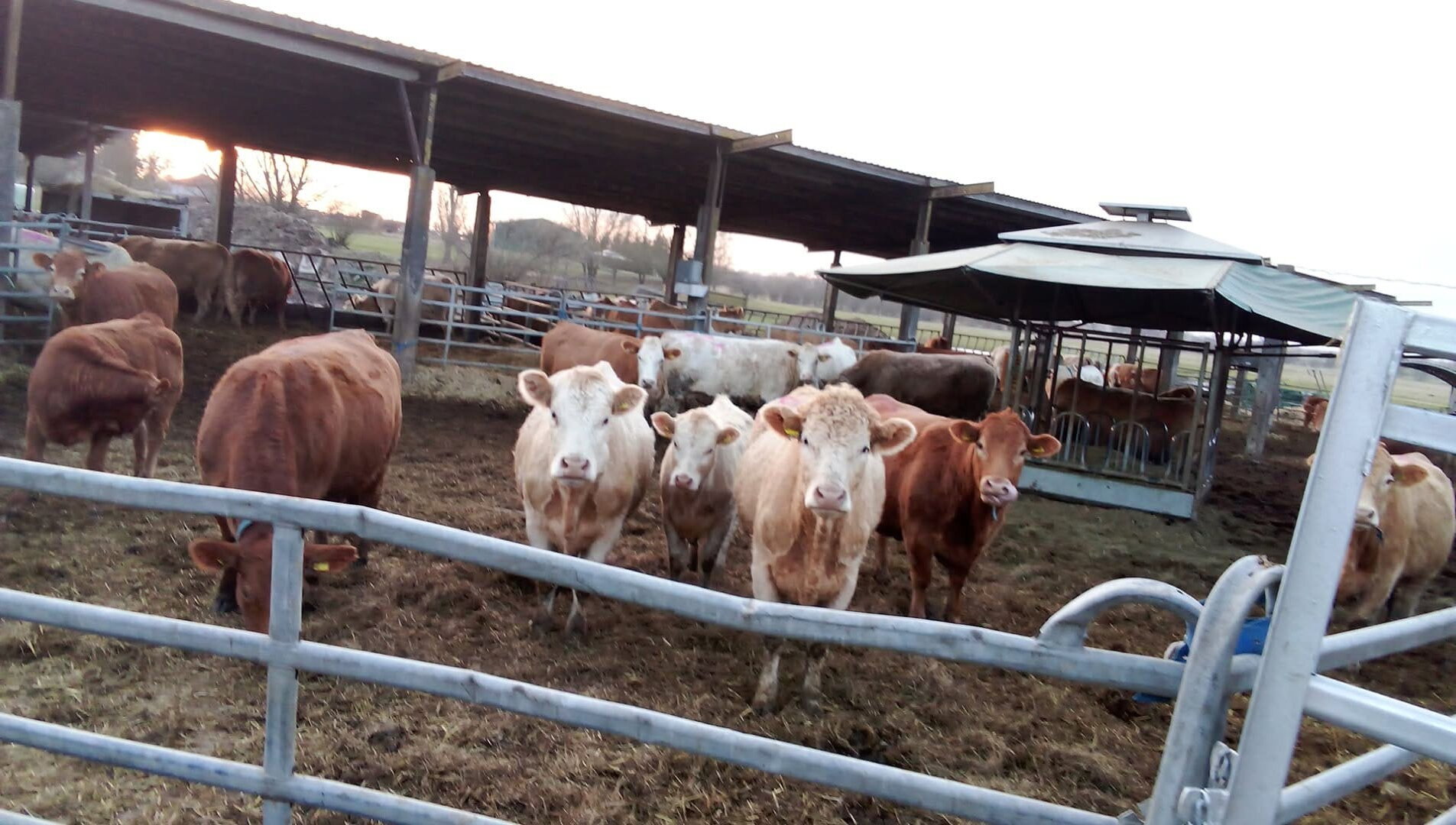 Ein par Bilder aus echter Landwirtschaft