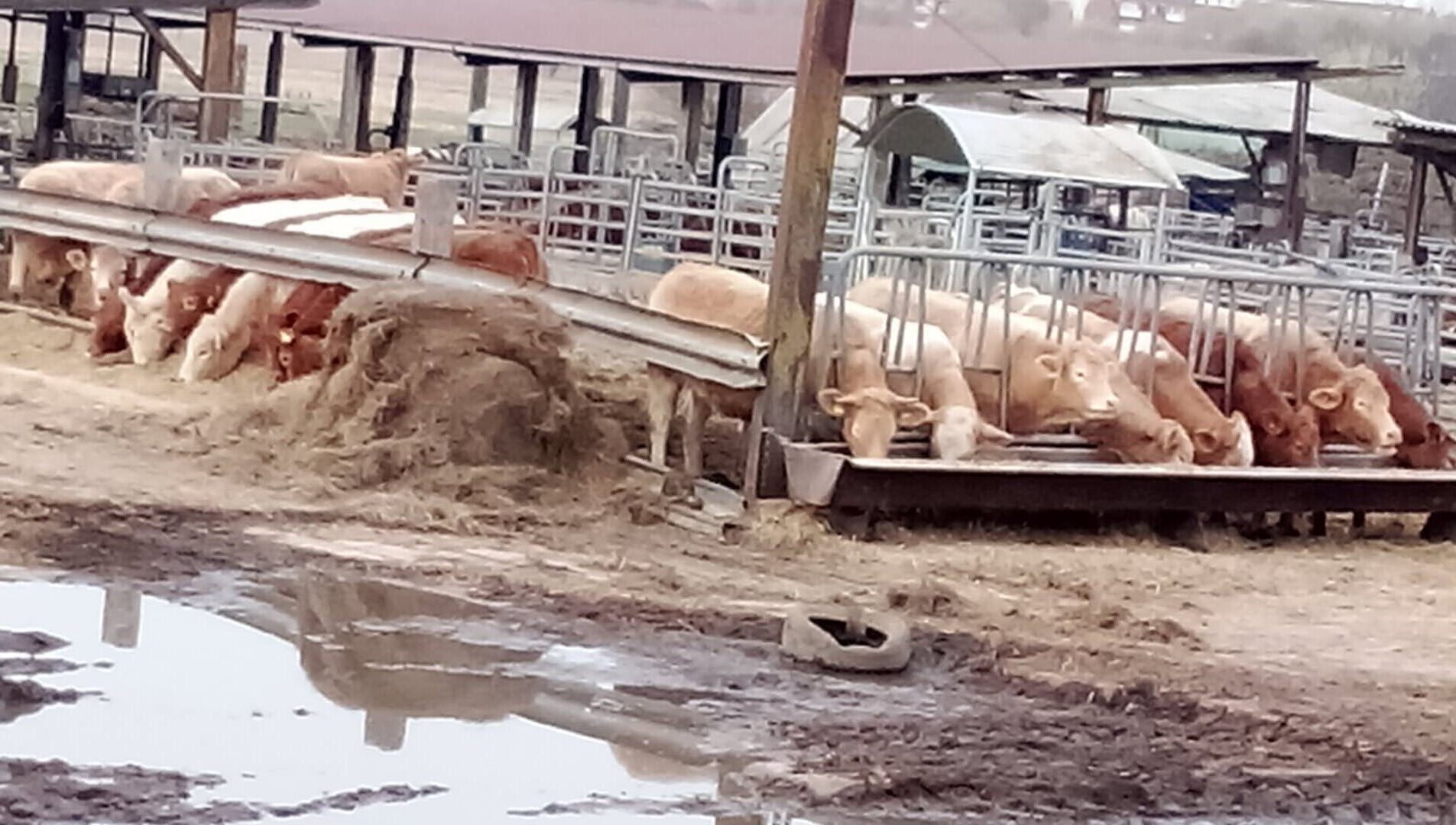 Ein par Bilder aus echter Landwirtschaft