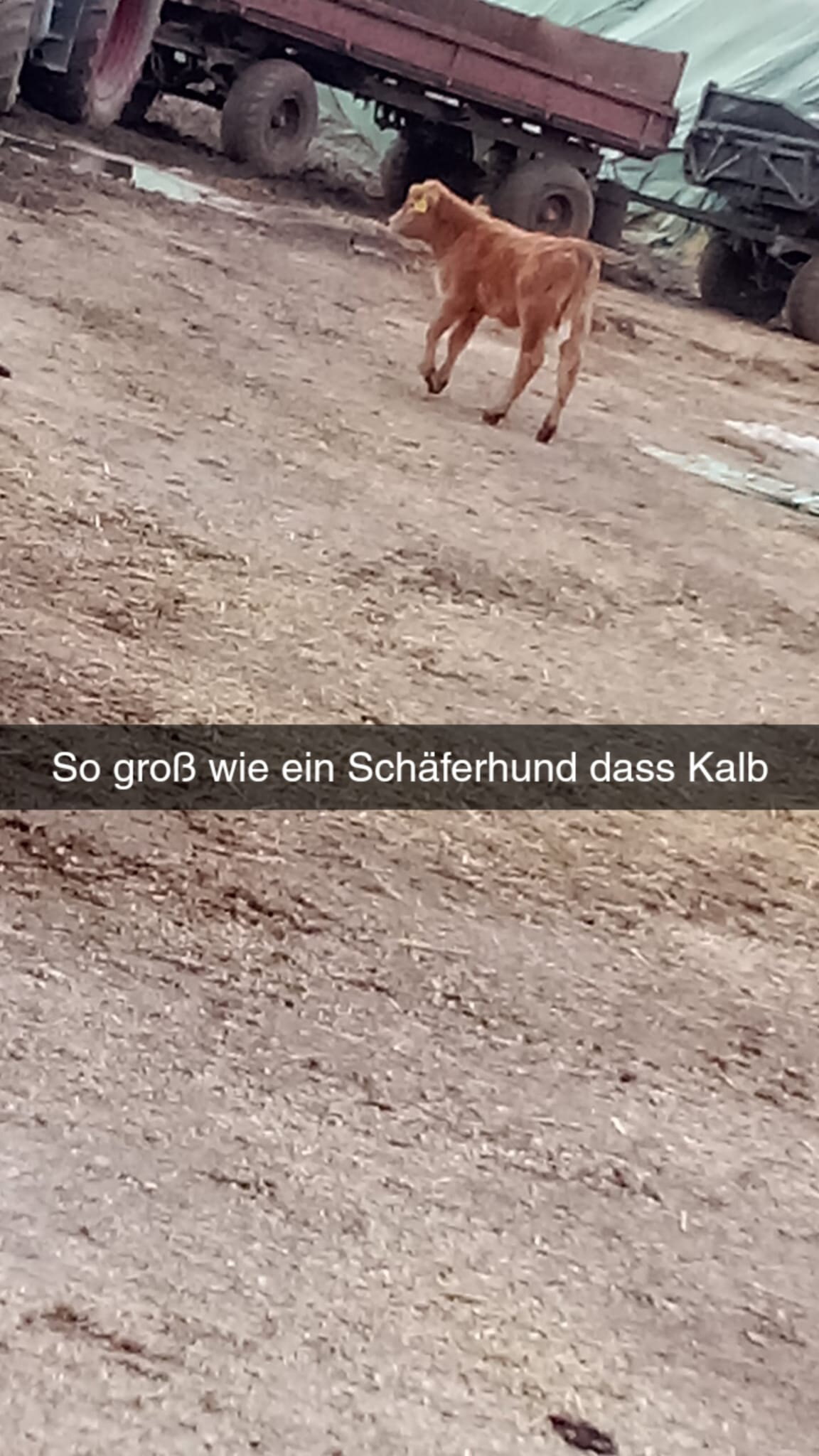 Ein par Bilder aus echter Landwirtschaft