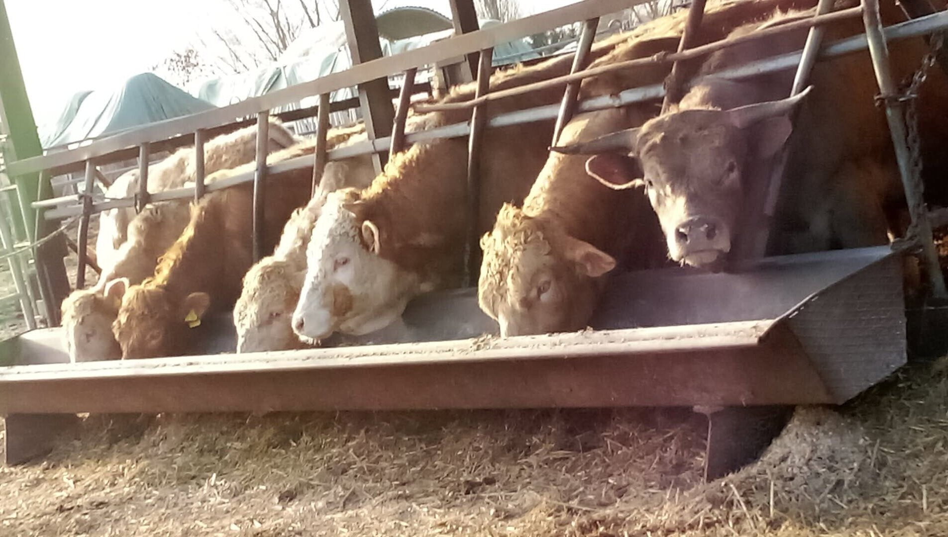 Ein par Bilder aus echter Landwirtschaft