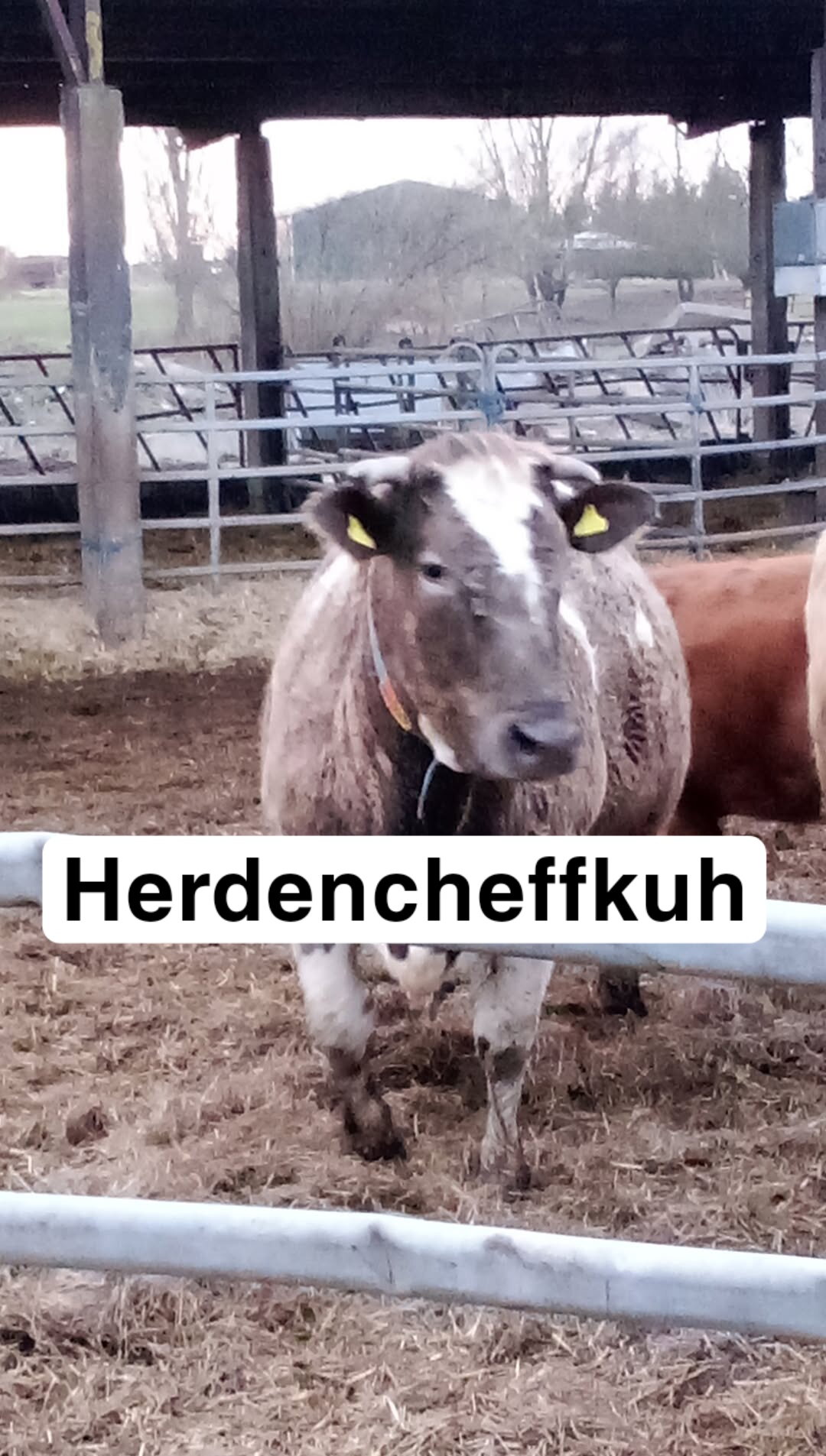 Ein par Bilder aus echter Landwirtschaft