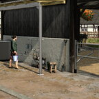 Oma kümmert sich um die Kühe