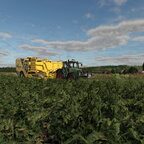Kartoffeln roden in Oberhambach.