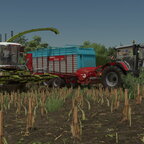 Raubkatze im Mais in Ellerbach