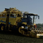 Rübenernte läuft auch