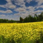 Rapsblüte bewundern