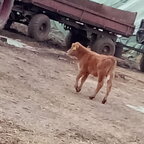 Ein par Bilder aus echter Landwirtschaft