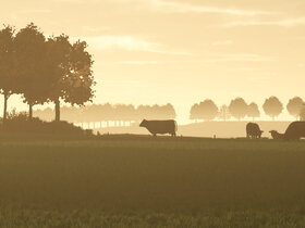 Morgendliche Herbststimmung auf der Weide