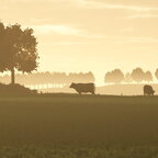 Morgendliche Herbststimmung auf der Weide
