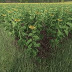 Die Sonnenblumen vom Nachbar wachsen auch schön ?