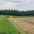 Dinkel dreschen