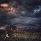 Ernte Romantik Anno 2011