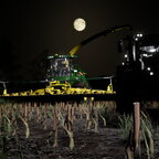 Maisernte in Ellerbach