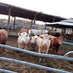 Ein par Bilder aus echter Landwirtschaft