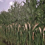 Silagemaize Test Feld