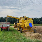 Dinkel dreschen