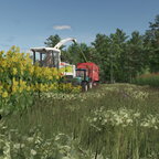 Silphie für Biogas ernten