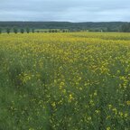 Where the wild canola grows