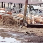 Ein par Bilder aus echter Landwirtschaft